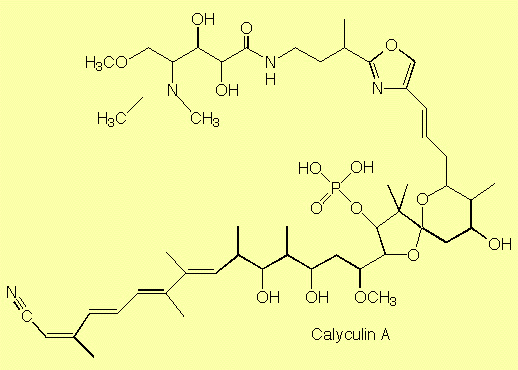 formula of calyculin