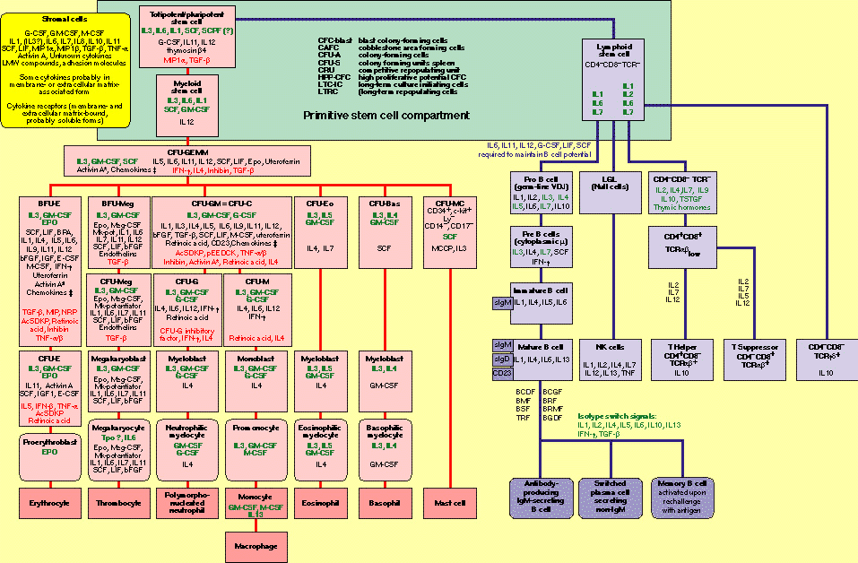 embryonic stem cells diagram. Simplified diagram of