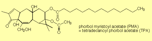 formula of phorbolester